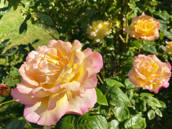 pomysl-na-szkole-nauczycieli-swiadomego-zycia